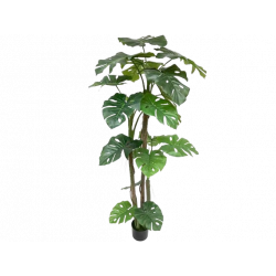 PLANTA SPLIT PHILO 1.70MTS