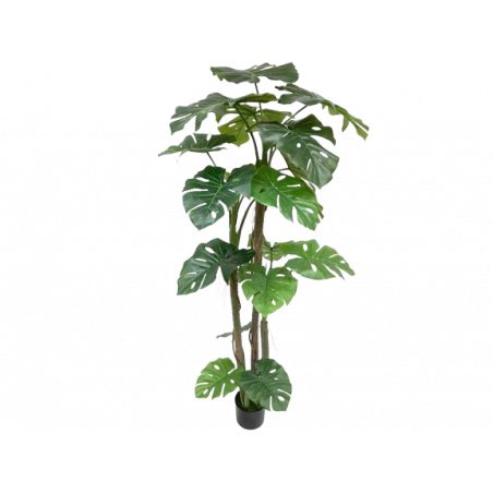 PLANTA SPLIT PHILO 1.70MTS