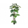 PLANTA SPLIT PHILO 1.70MTS