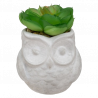 SUCULENTA ARTIFICIAL BÚHO