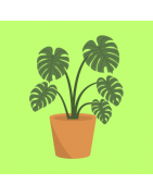 PLANTAS DECORATIVAS